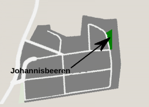 Johannisbeeren
